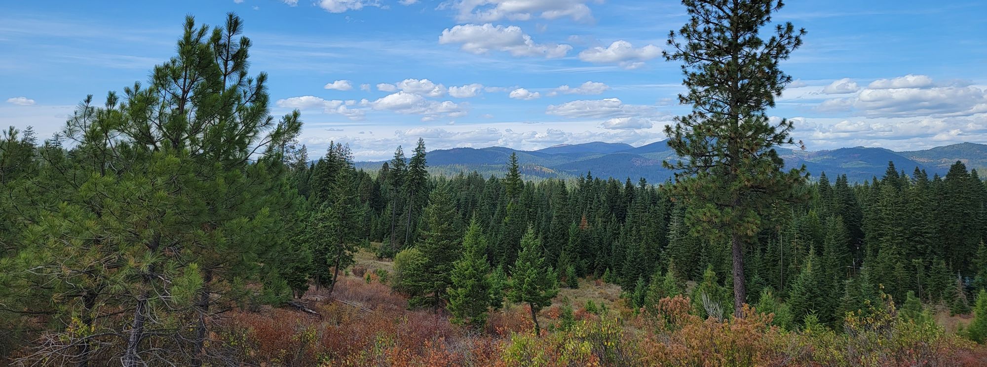 Forest and mountain backdrop behind acreage homes in Hauser ID